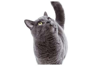 猫足