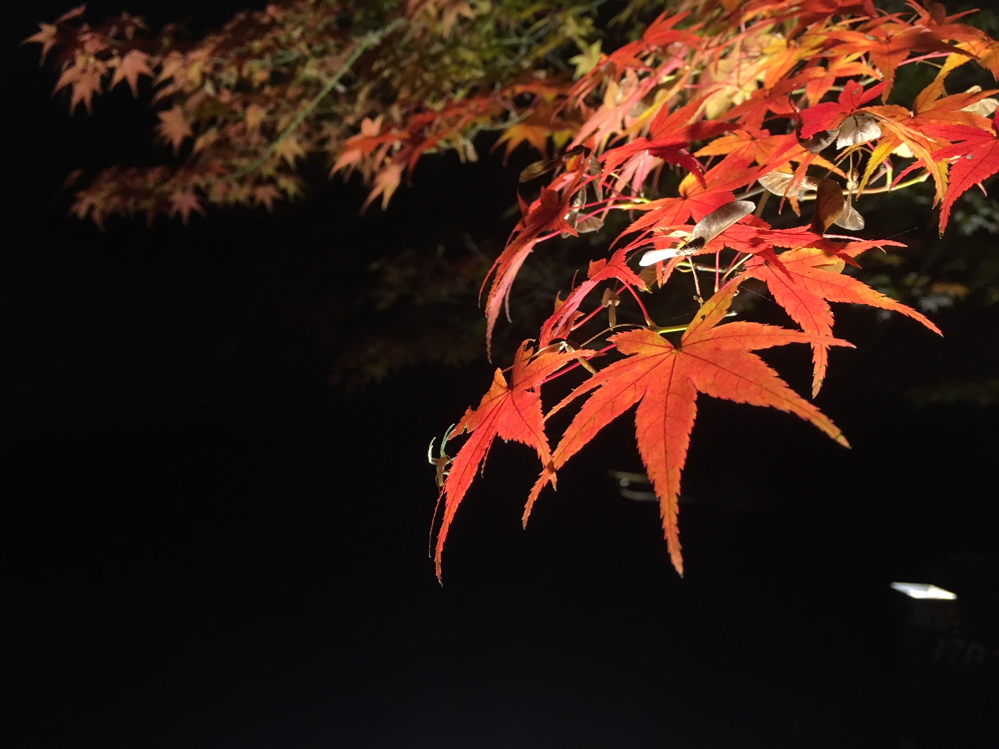 紅葉のシーズンです！
