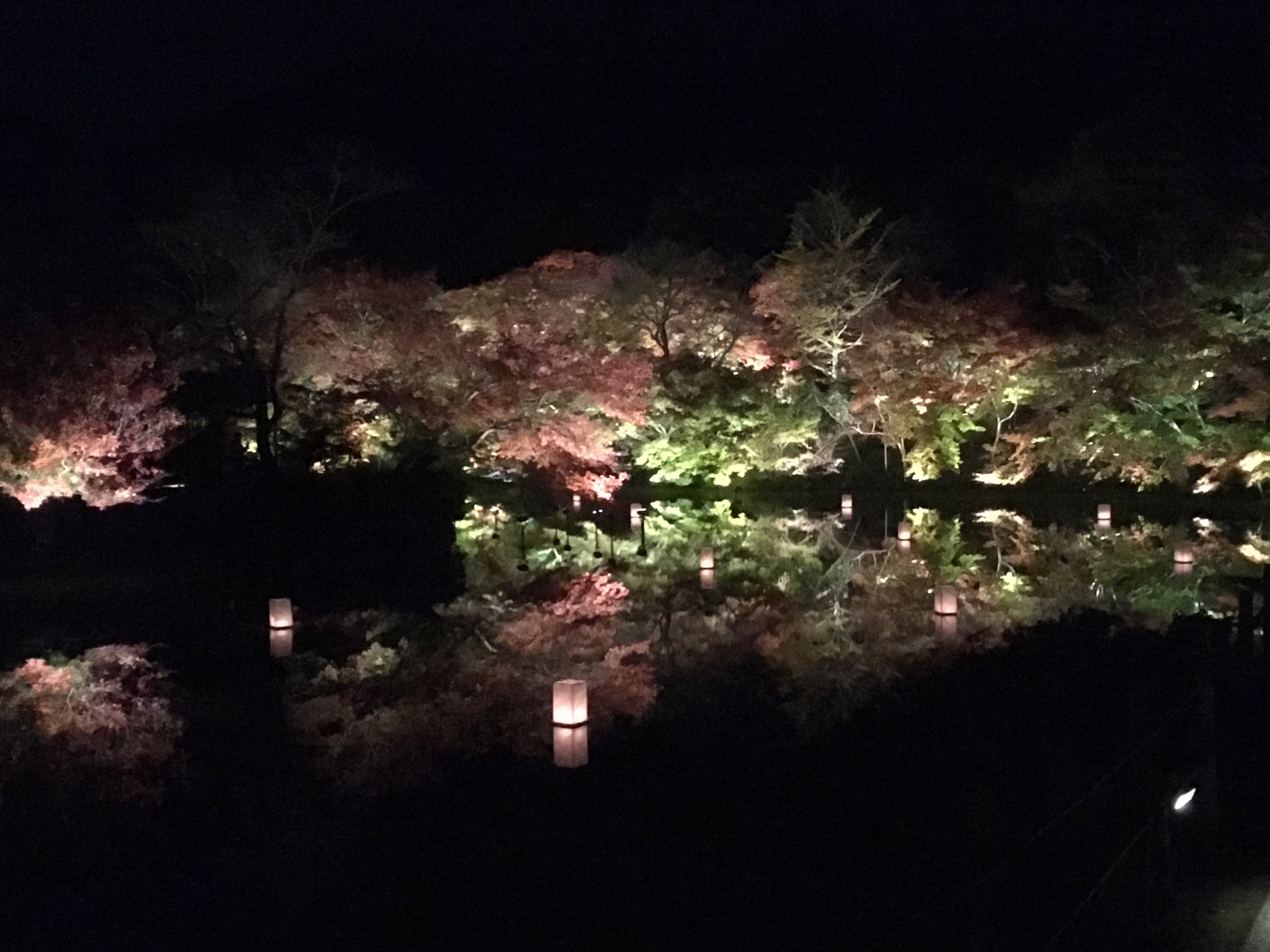 紅葉のシーズンです！