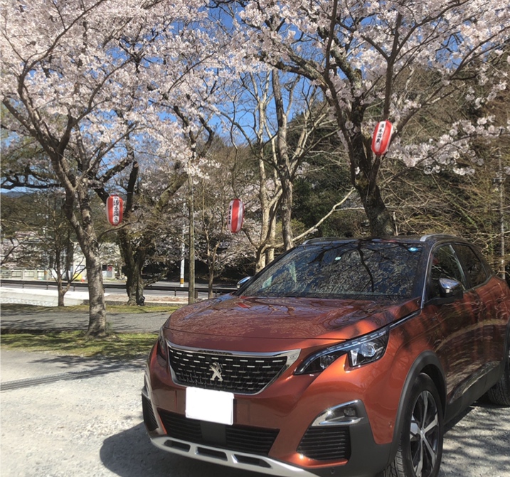 🌸お花見シーズン到来🌸