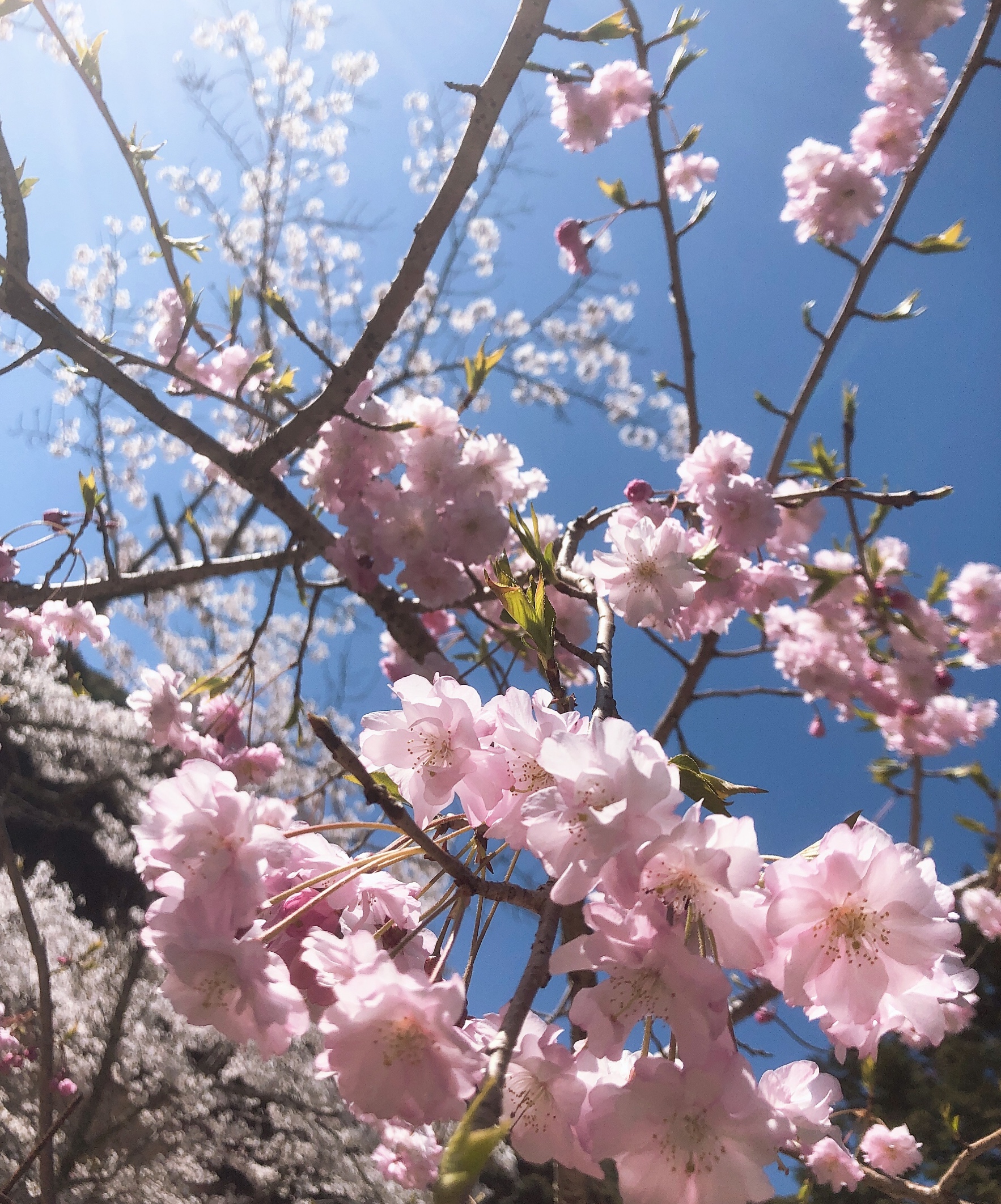 🌸お花見シーズン到来🌸