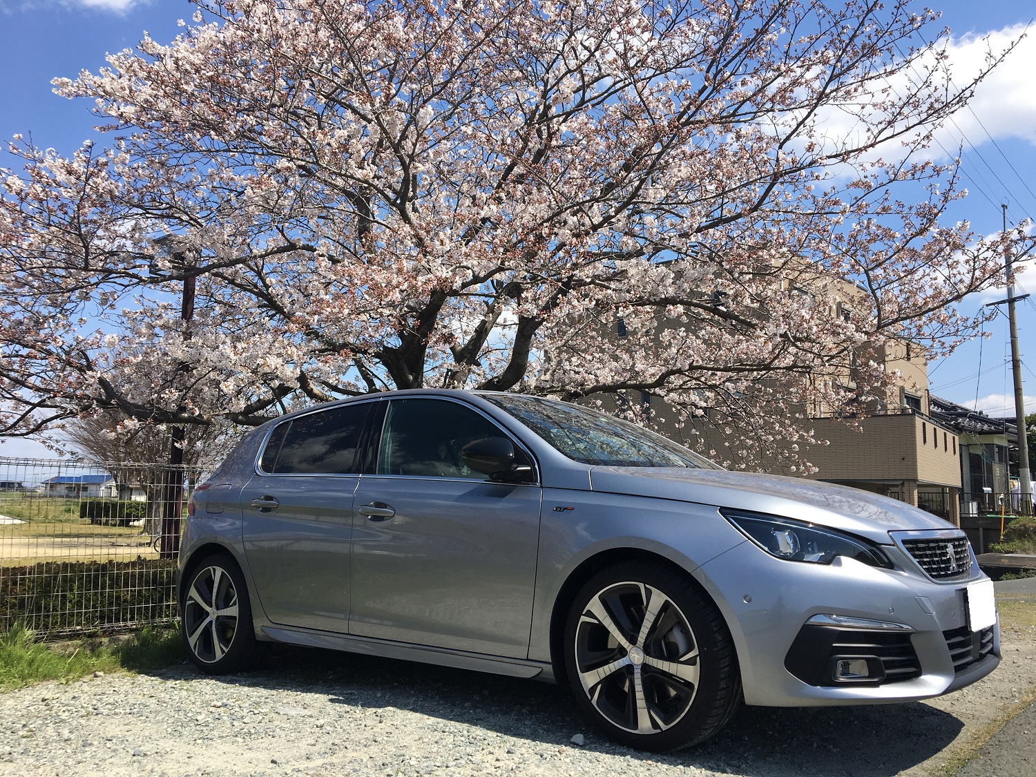 桜、そしてゾロ目！