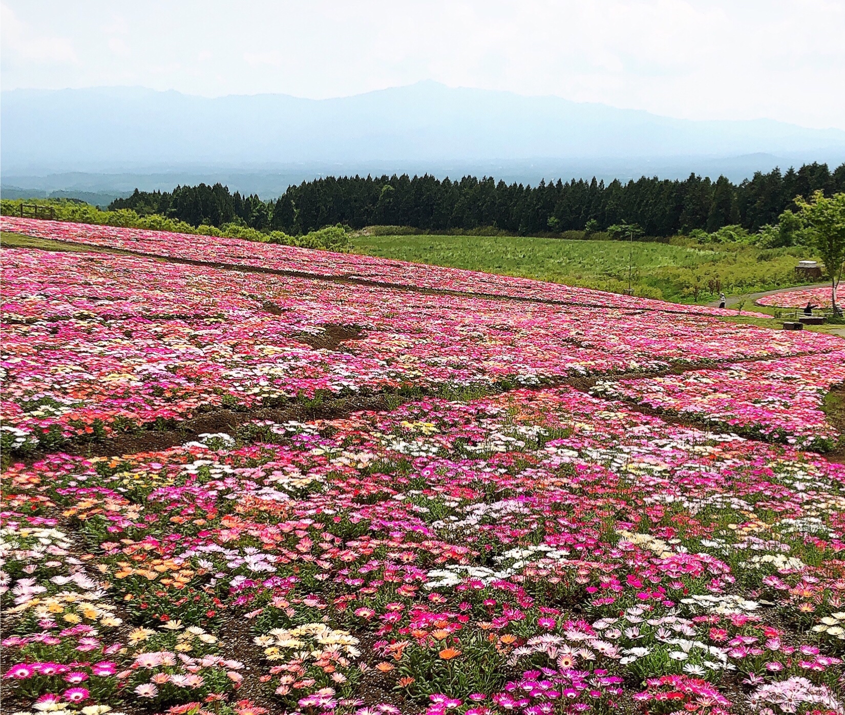 春🌺