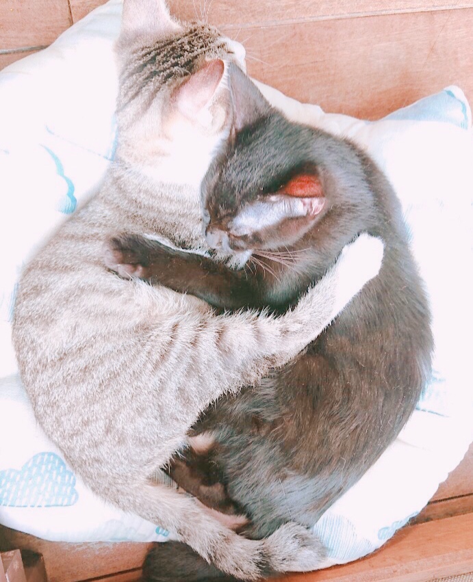 猫カフェへ