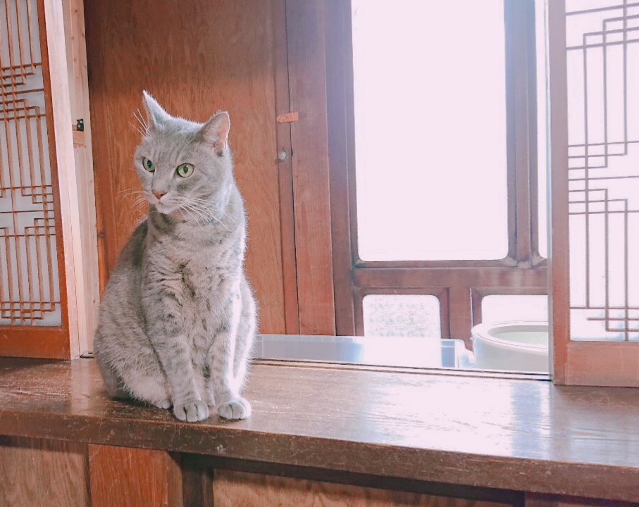 猫カフェへ