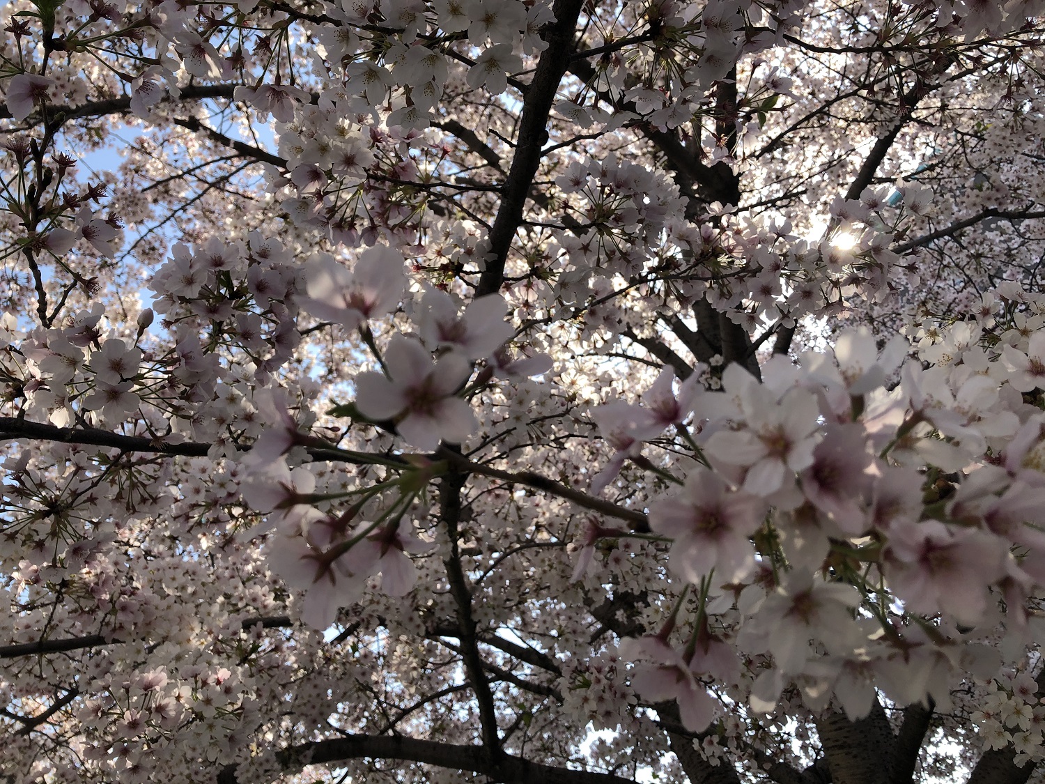 桜