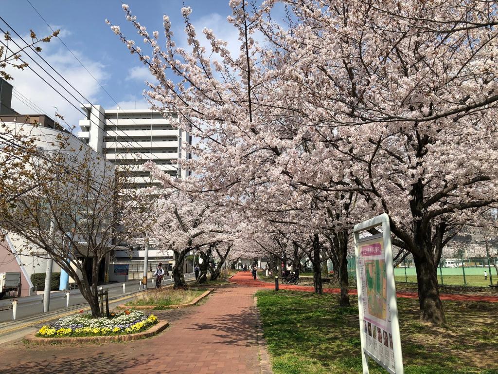 桜も満開ですね