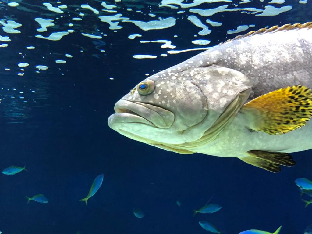 涼しい水族館！