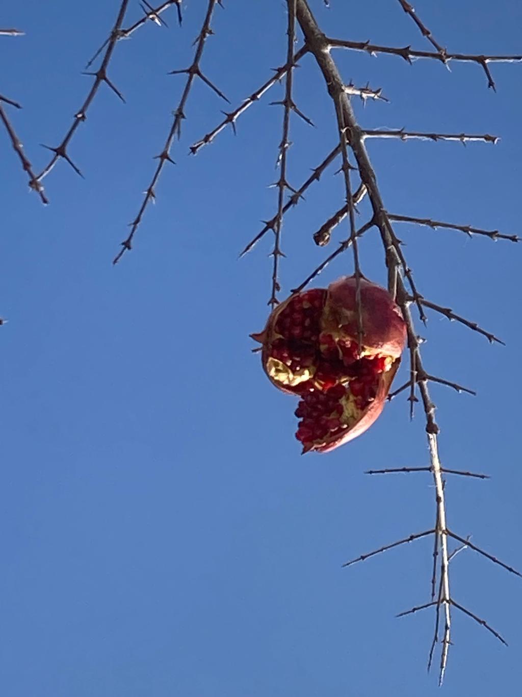 ザクロがたわわになっています　　🌝