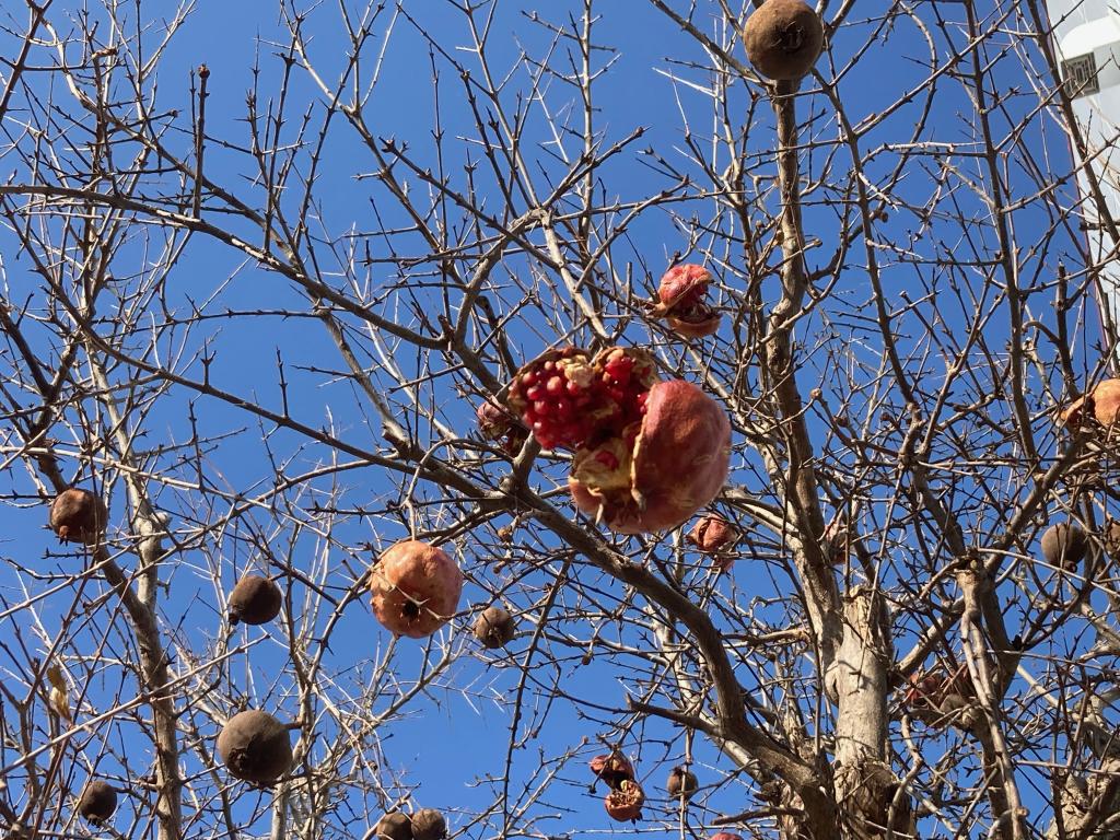 ザクロがたわわになっています　　🌝