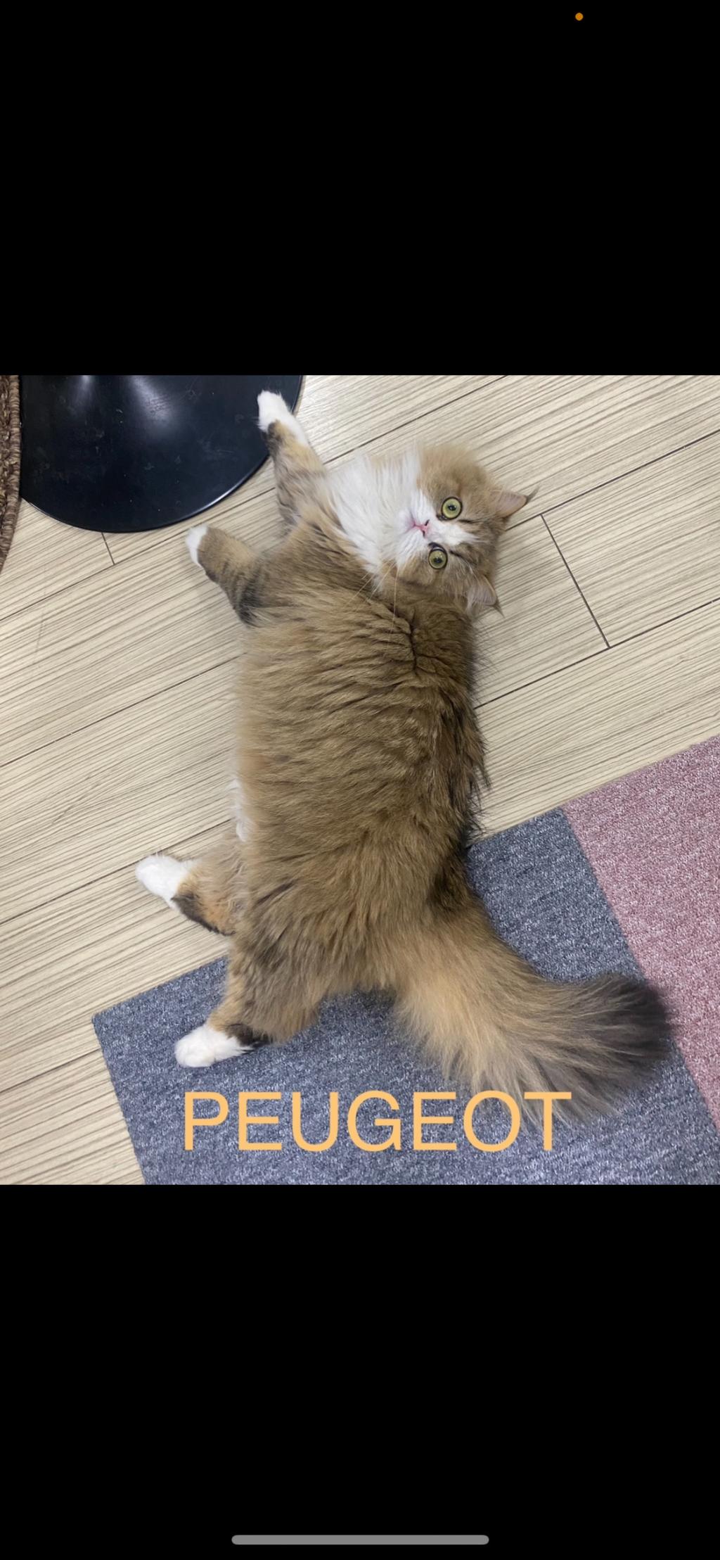 😸　F様の相棒　😸
