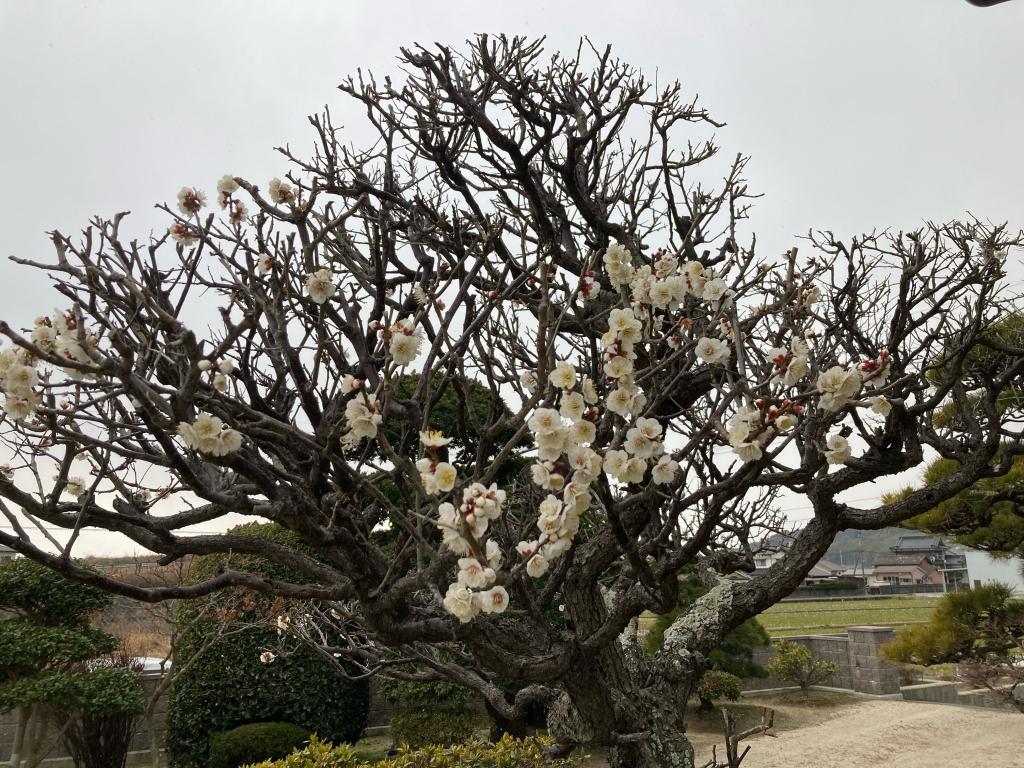 ❁　梅の花　開花　❁