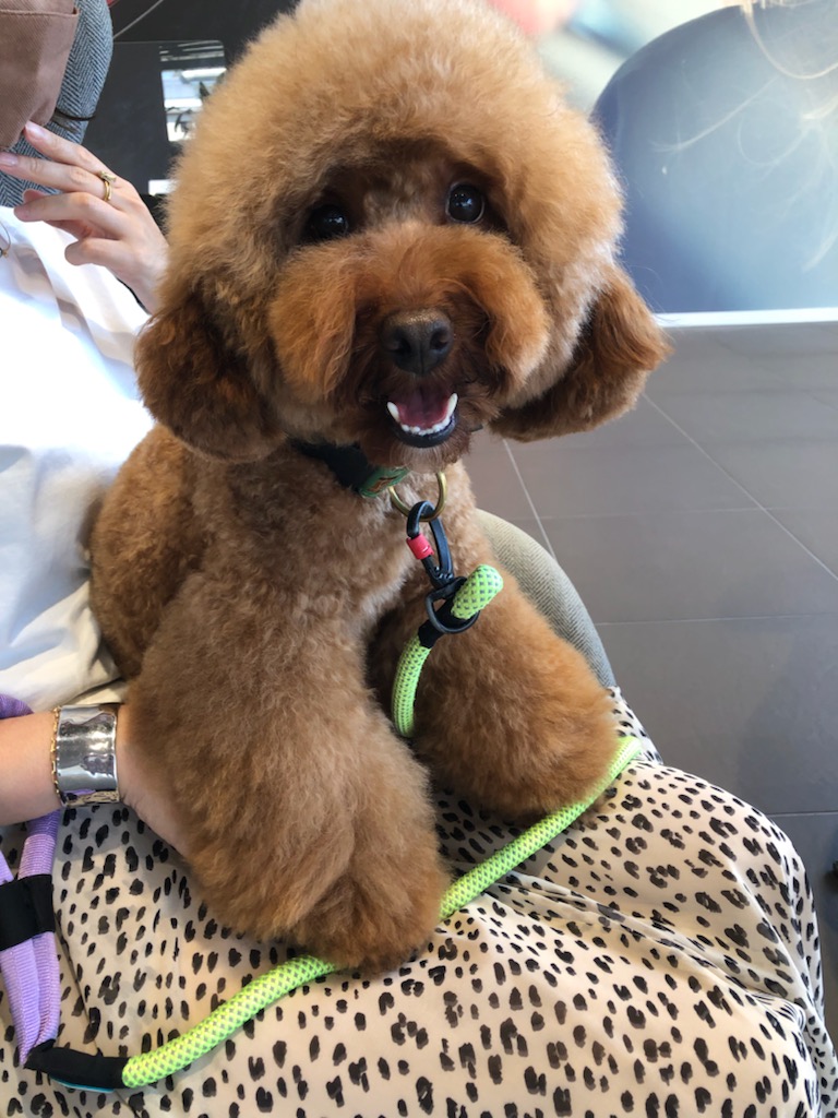 可愛いお客様ご来場です。