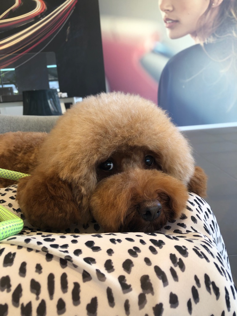 可愛いお客様ご来場です。