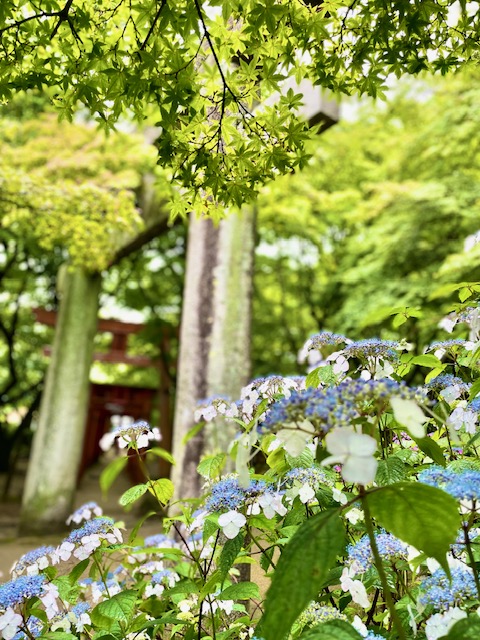 梅雨入り