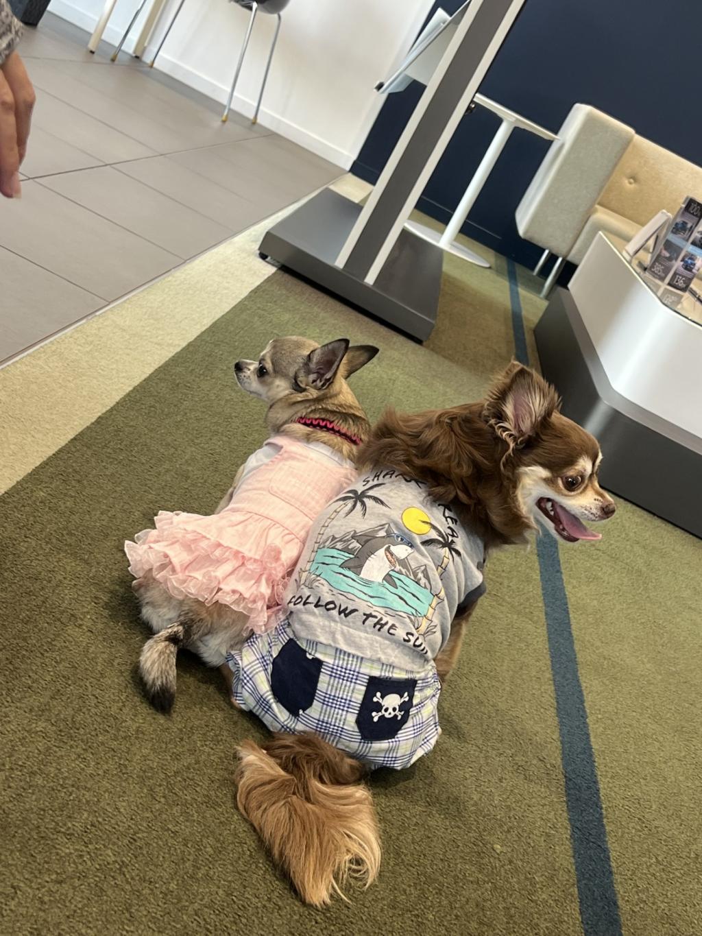 きょうのわんこ🐾