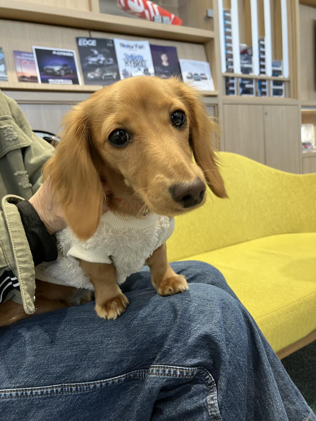 今日のわんこ♡