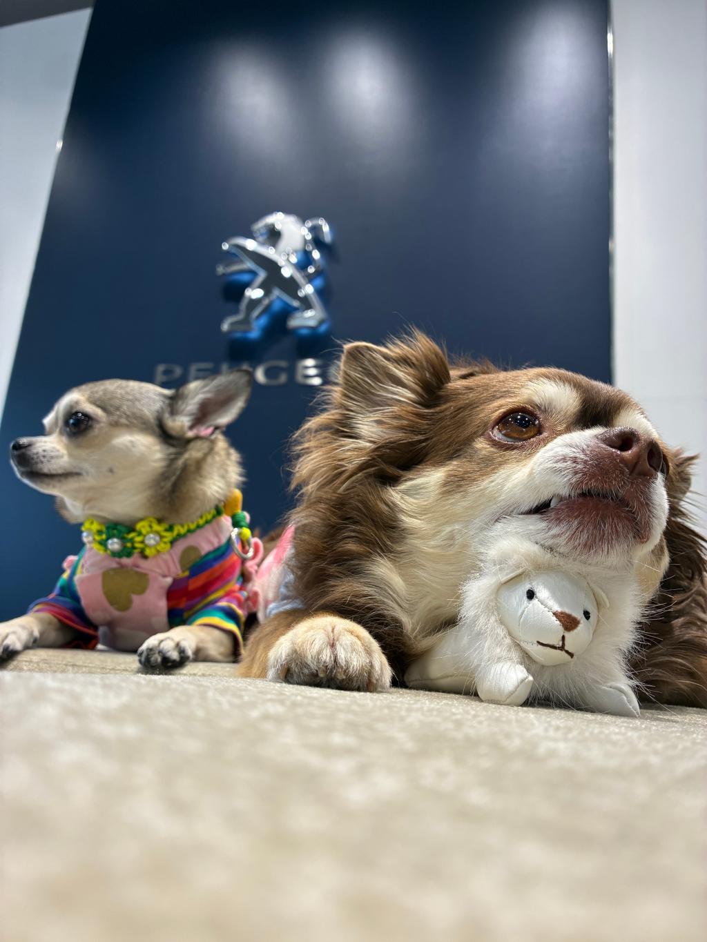 先月のわんこ🐶