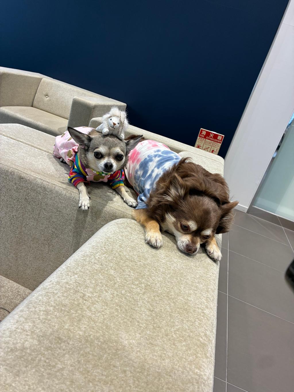 先月のわんこ🐶