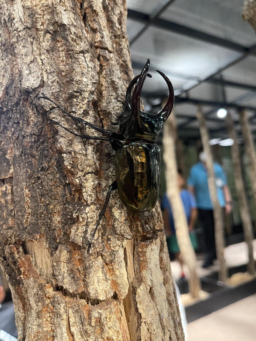 夏を感じるひととき🌳🪲
